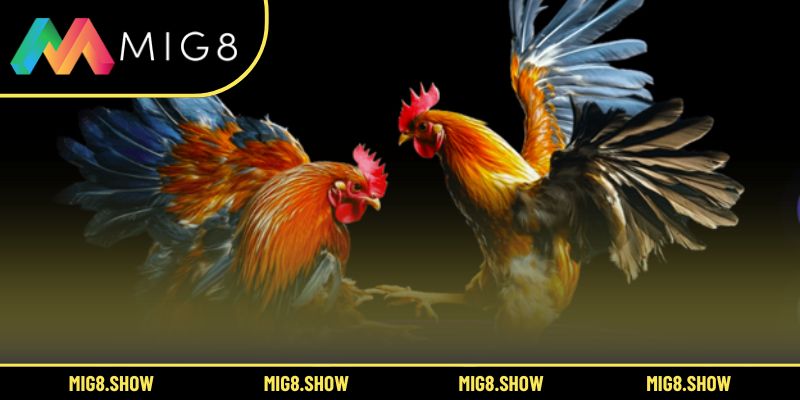 Bí quyết giúp tăng tỷ lệ thắng trong sới gà Thomo