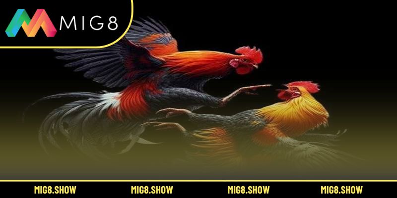 Các bước đăng ký và tham gia thi đấu an toàn