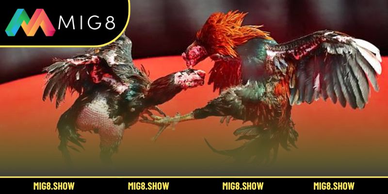 Cách huấn luyện giúp gà chiến thêm dẻo dai, bền sức