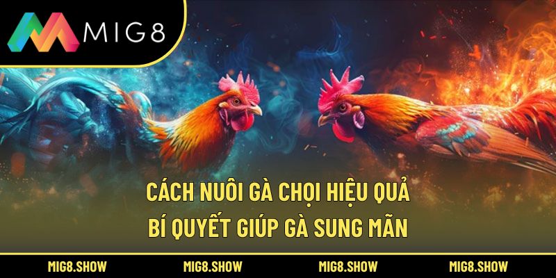 Cách Nuôi Gà Chọi Hiệu Quả – Bí Quyết Giúp Gà Sung Mãn