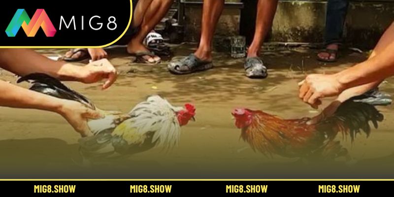 Cẩm nang phòng tránh rủi ro khi cá cược trực tuyến