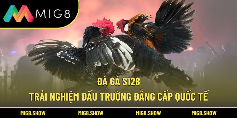 Đá Gà S128 – Trải Nghiệm Đấu Trường Đẳng Cấp Quốc Tế