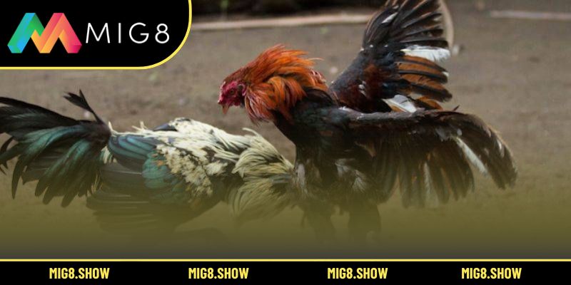 Đấu trường trực tuyến với chất lượng truyền phát siêu thực