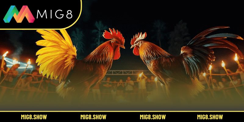 Dinh dưỡng và tập luyện tạo nên chiến kê mạnh mẽ