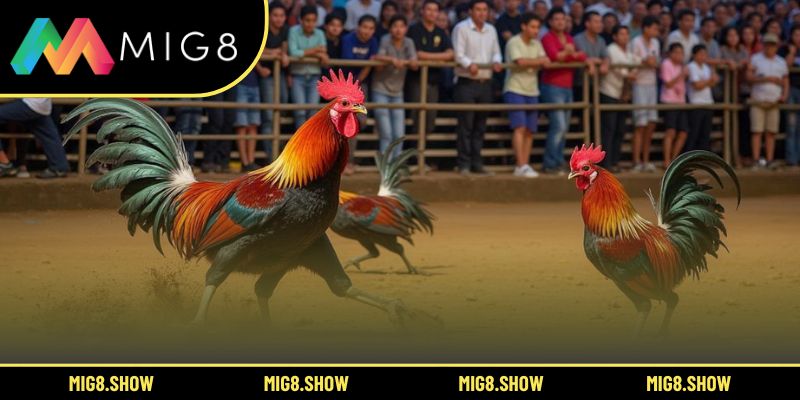 Giao diện đăng ký tài khoản dành cho tân hội viên MIG8.