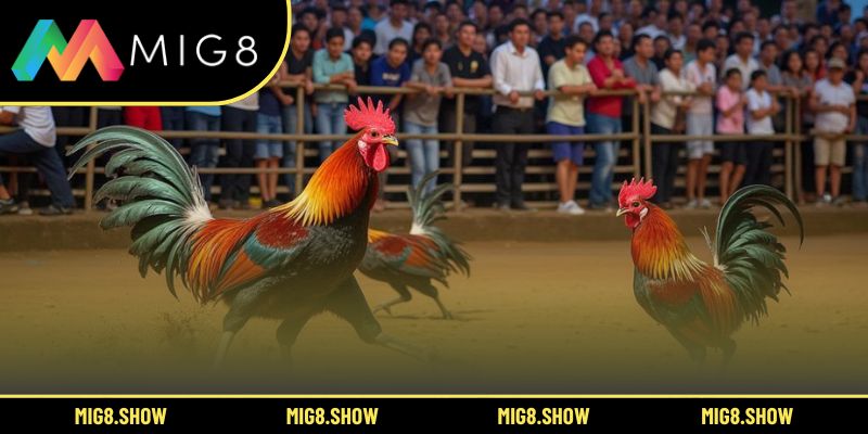 Kinh nghiệm giúp hội viên thắng lớn khi chơi đá gà MIG8