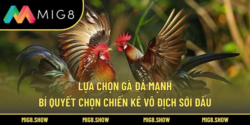 Lựa Chọn Gà Đá Mạnh – Bí Quyết Chọn Chiến Kê Vô Địch Sới Đấu