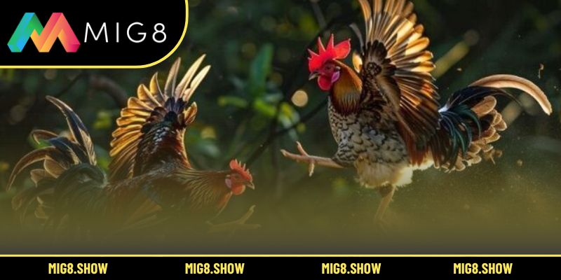 Nhiều hình thức thi đấu phong phú trong đá gà MIG8