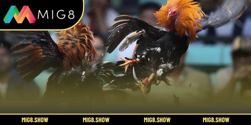 Những cách hướng dẫn tham gia đá gà trực tuyến MIG8