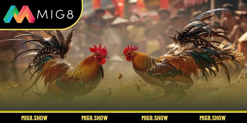 Toàn cảnh sàn đấu gay cấn của đá gà MIG8