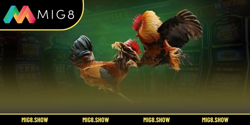 Toàn cảnh sức hút của hình thức đấu gà trực tuyến