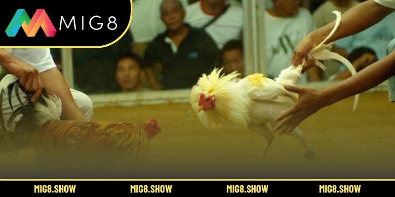 Toàn cảnh trường gà sôi động và cuốn hút nhất châu Á