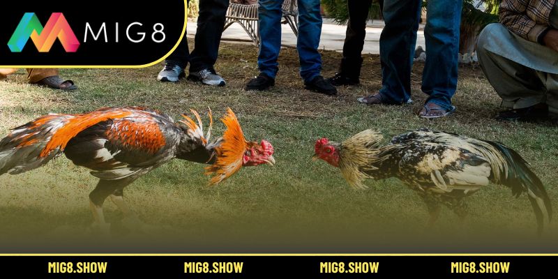 Tổng quan về các yếu tố tạo nên gà đá mạnh