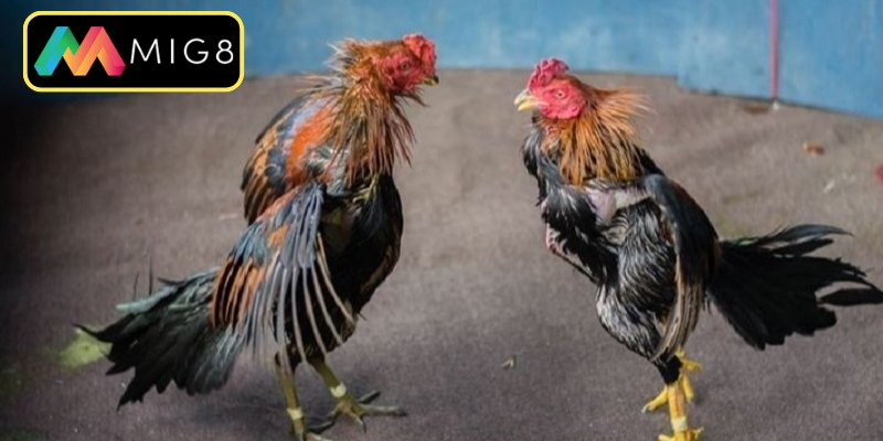 Những nguyên tắc vàng giúp sư kê thành công