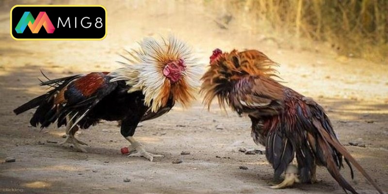 Phân tích kỹ lưỡng các trận đấu chuyên nghiệp