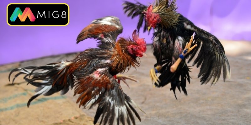 Sức hấp dẫn từ sân chơi đá gà Thomo mới